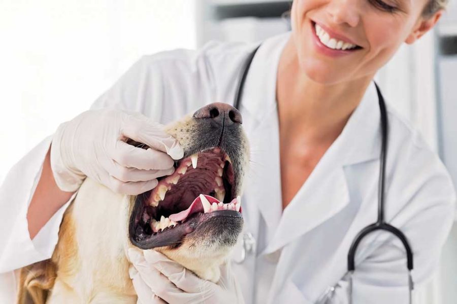 Natural care for your dog's teeth