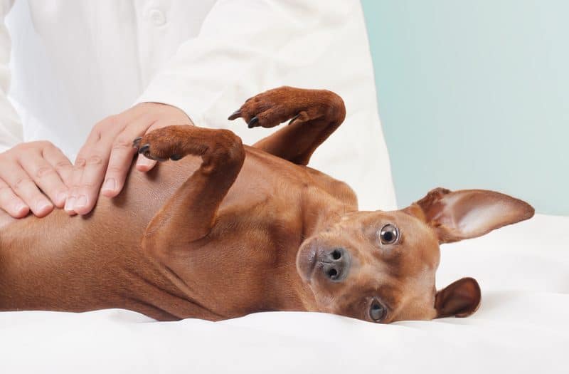 Strategies for managing pancreatitis in small animals