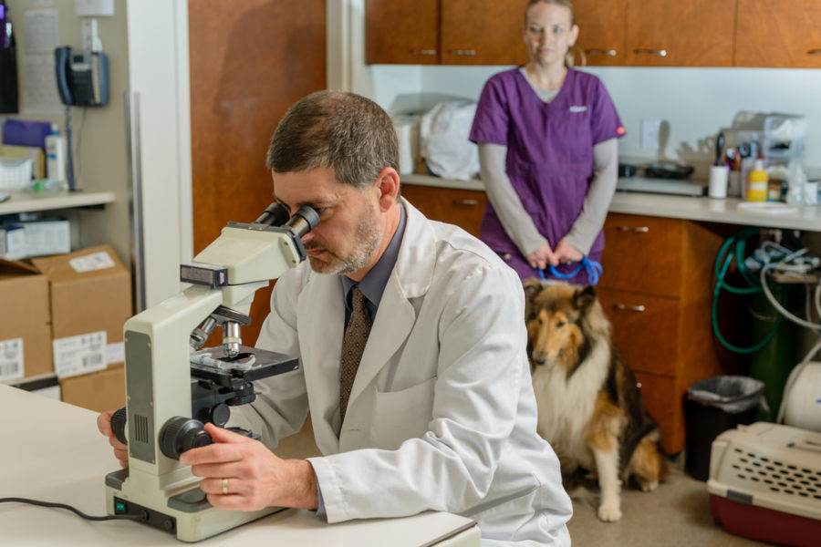 4 new veterinary medicine advancements