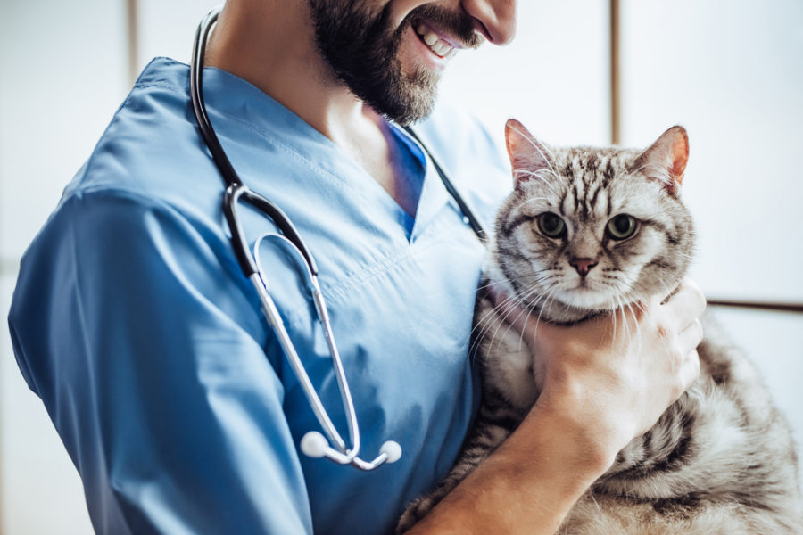 Understanding different types of veterinary medicine