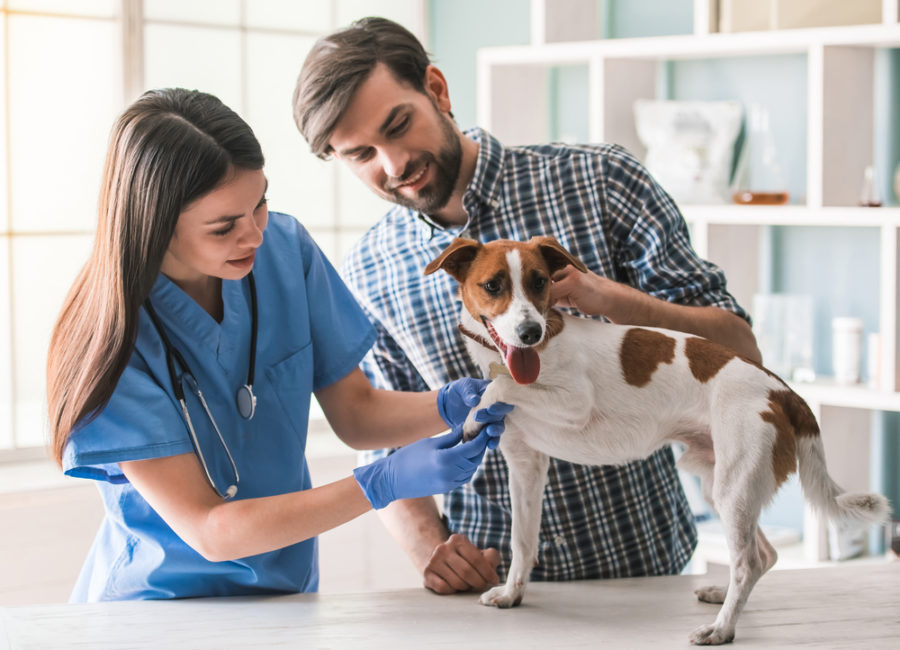 Creating a relationship with your veterinarian