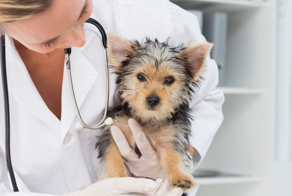 How to choose a veterinarian