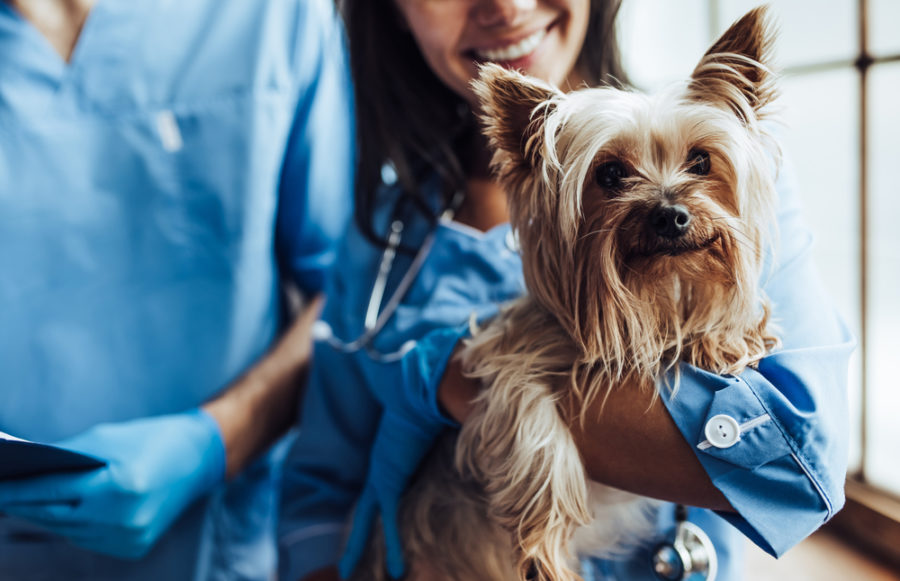 Choosing a pet insurance plan