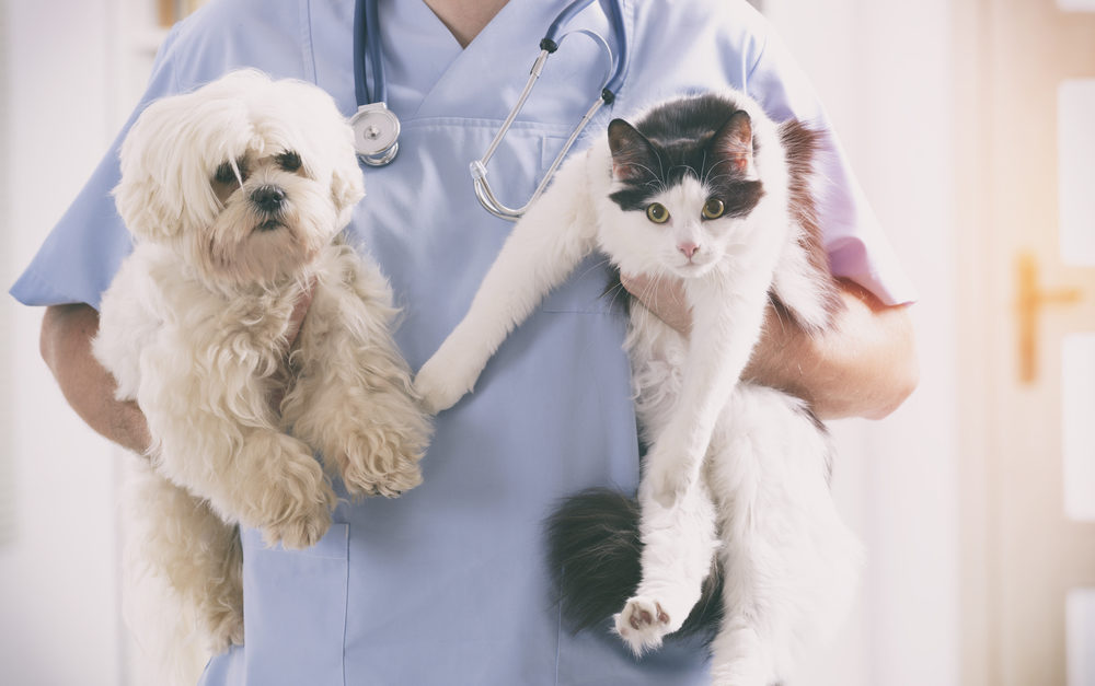 Research about spay and neuter for dogs