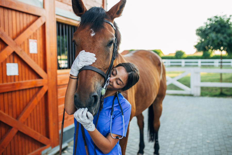 Navigating equine health industry regulations