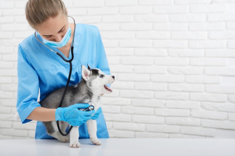 puppy's first vet visit