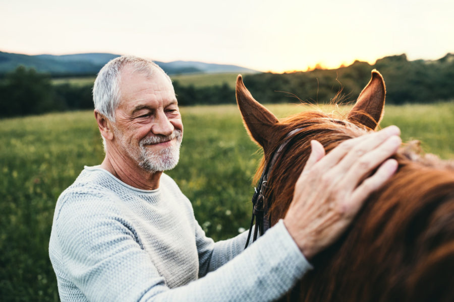 Equine-assisted interventions may benefit veterans