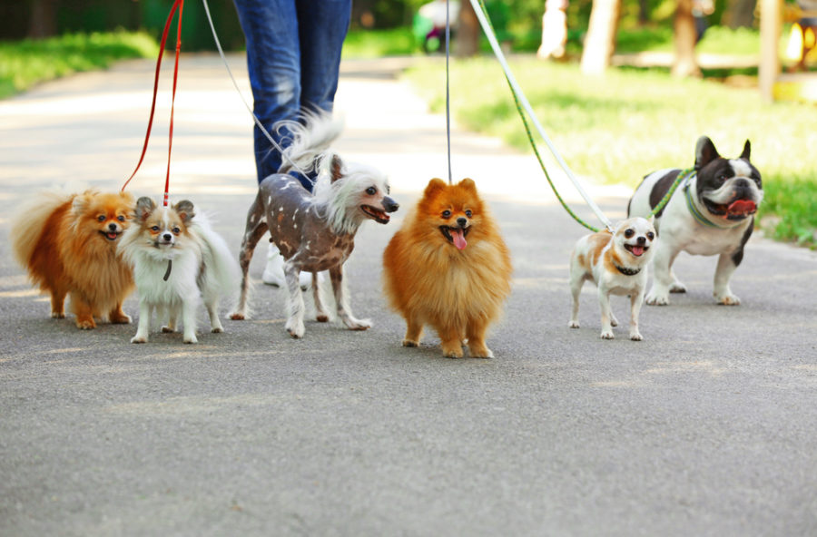 Tips on walking multiple dogs