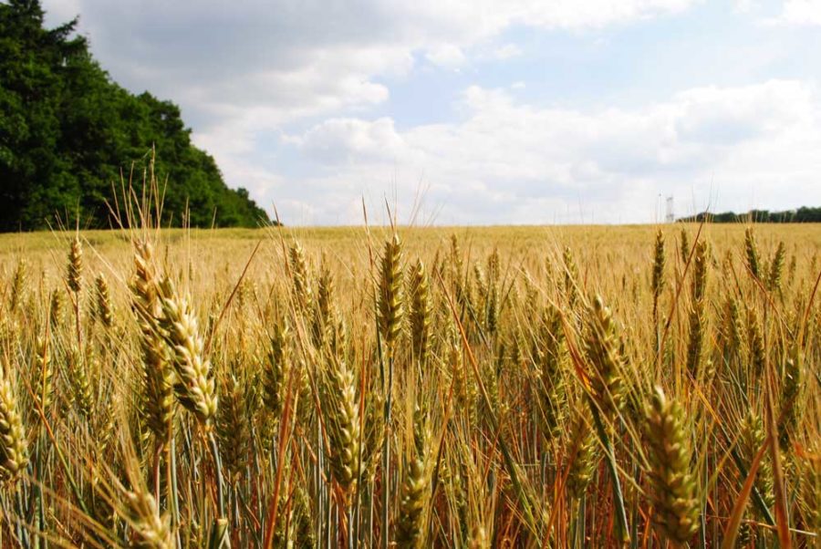 wheat fiber