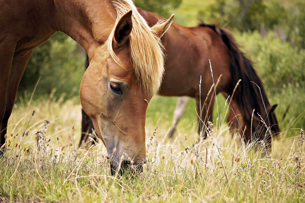 nutrients from grass