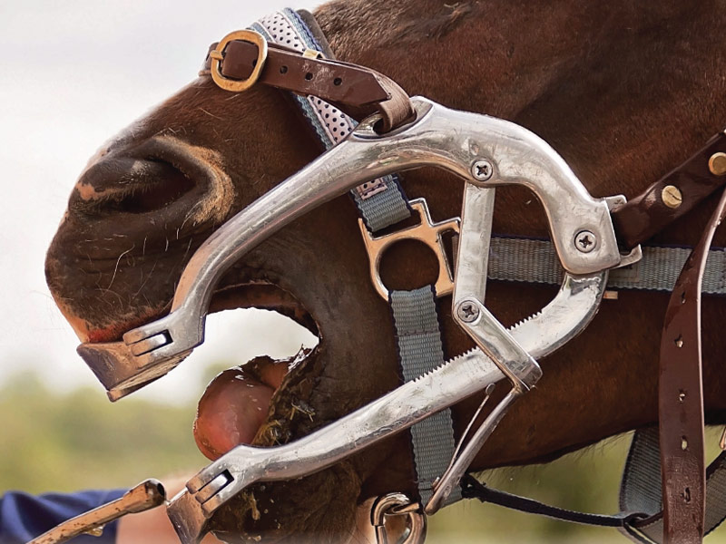 Wolf Teeth in horses