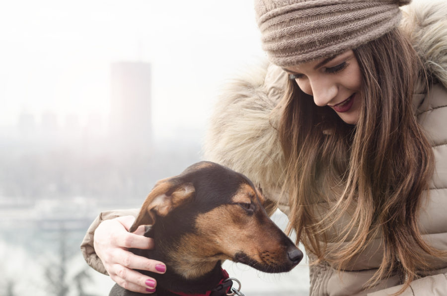 understanding anxiety and aggression in dogs and cats