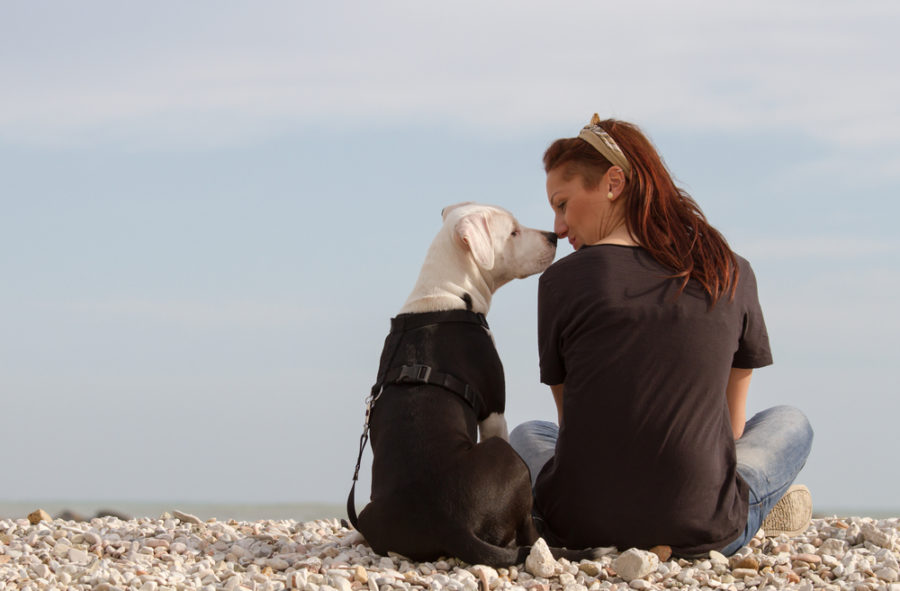 Understanding your dog's mind and emotions