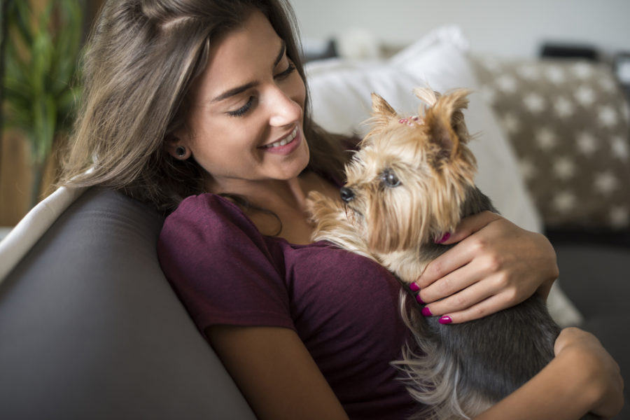 Top 10 apartment-friendly dogs