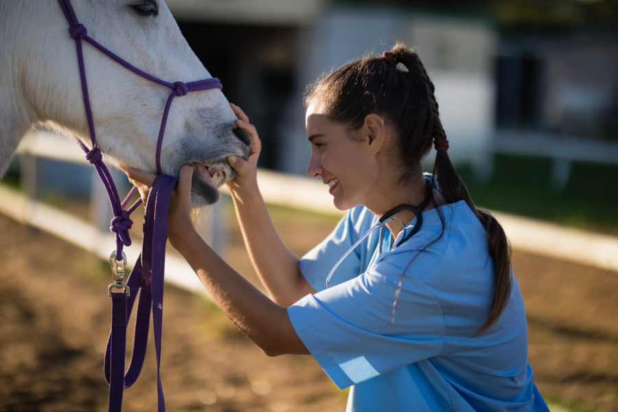 How often should my horse see the dentist