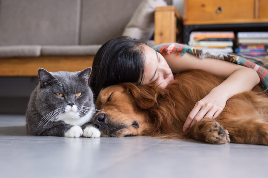 preventing cancer in dogs and cats