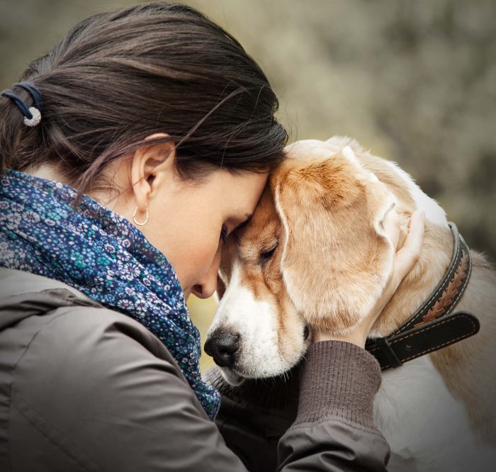 protecting women and animals from domestic violence
