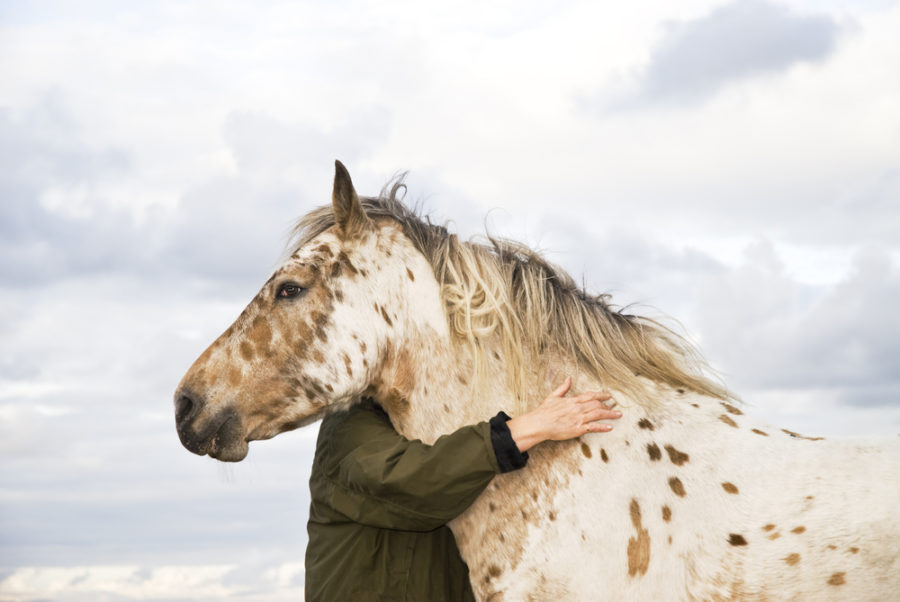 Equine leaky gut syndrome – part 1