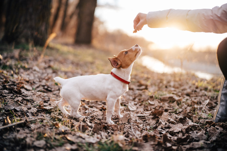 Top 7 dog training tips