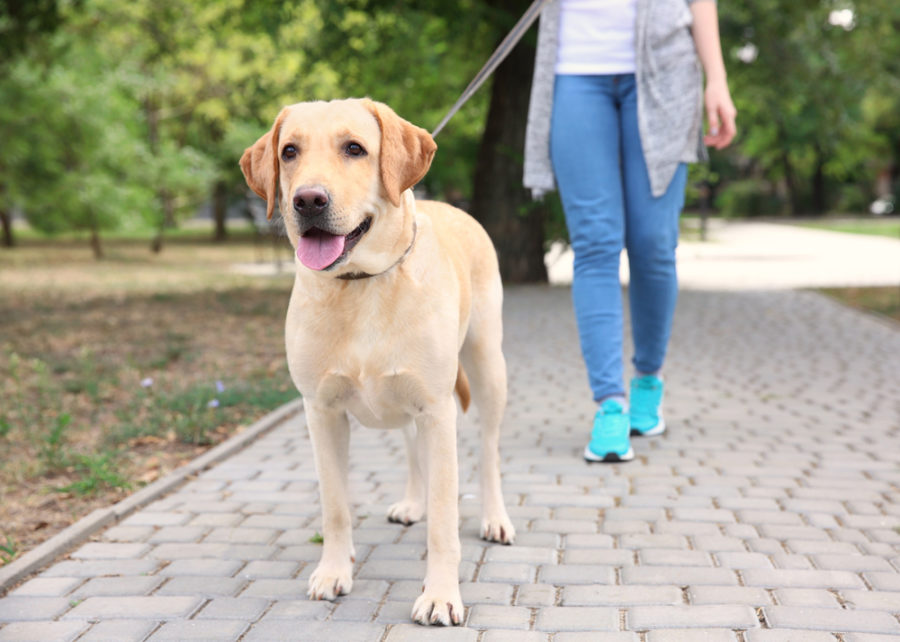 Walking and exercise programs make shelter dogs more adoptable