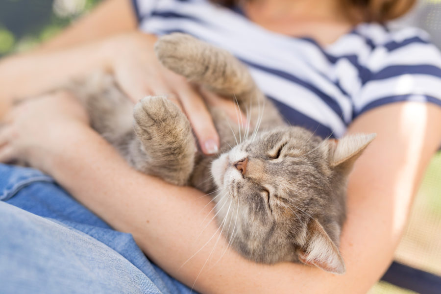 Can your cat's purr heal?