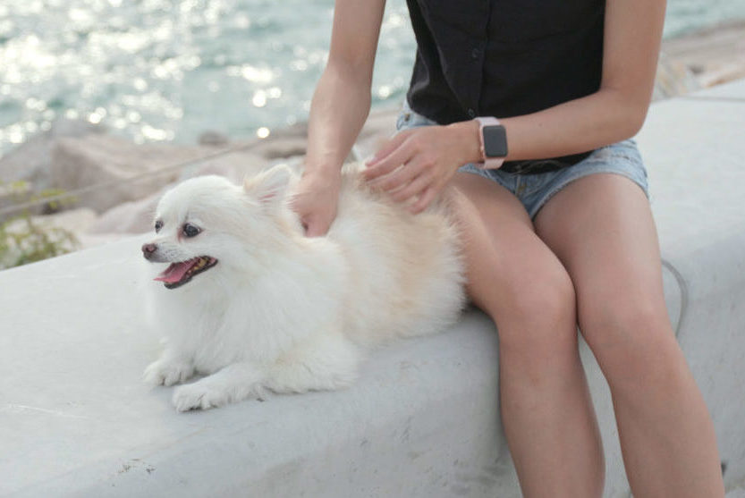 Balance your dog’s energy with seasonal acupressure sessions