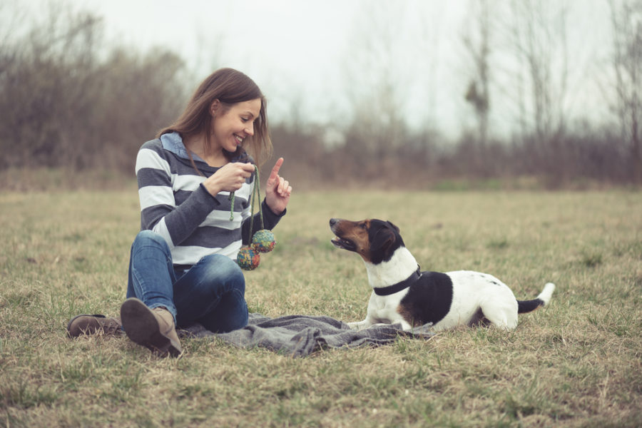 10 steps for successful dog training