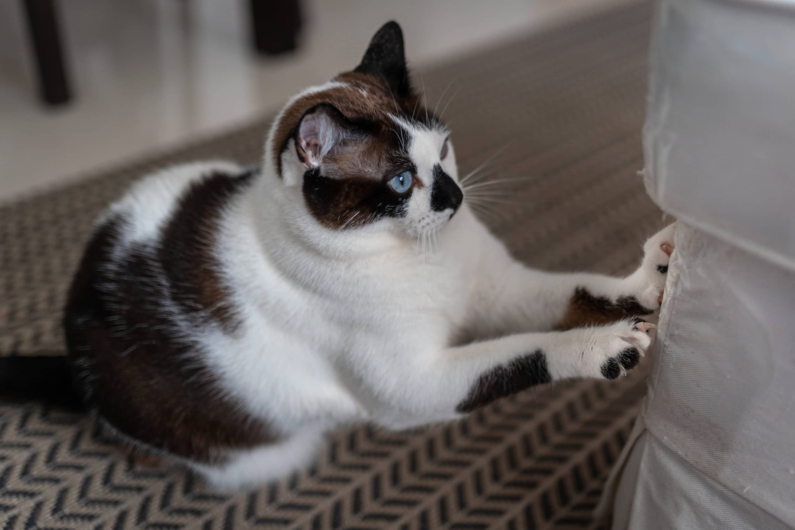 Training Your Cat with Positive Reinforcement