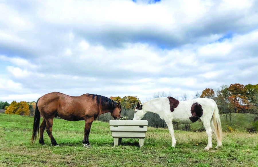 Dos and don’ts for better horse feeding!