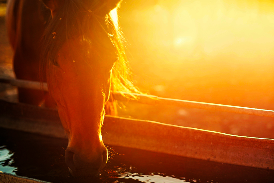 Is heat stress impacting your horse?