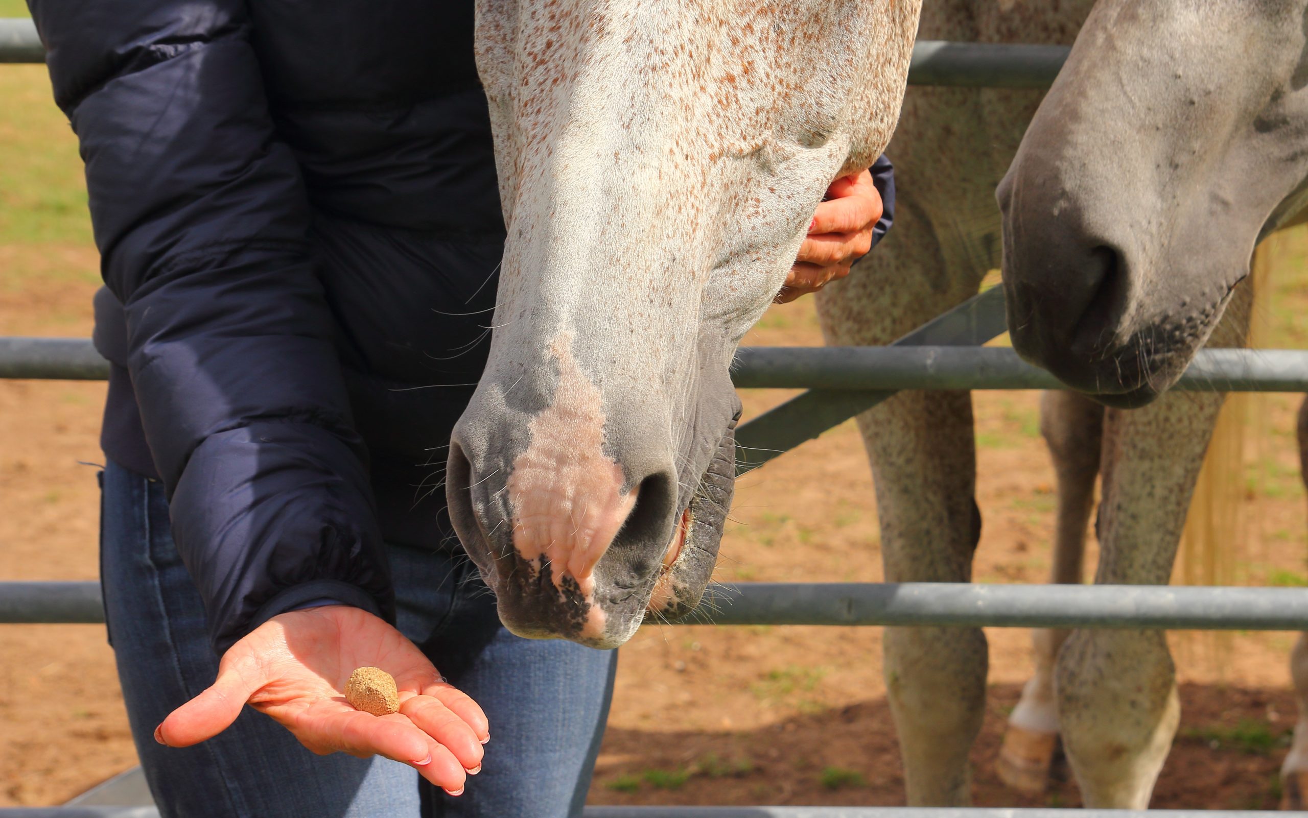 Kelcie’s pulled out all the stops to ensure that their one-of-a-kind pumpkin spice horse treats check all the boxes!