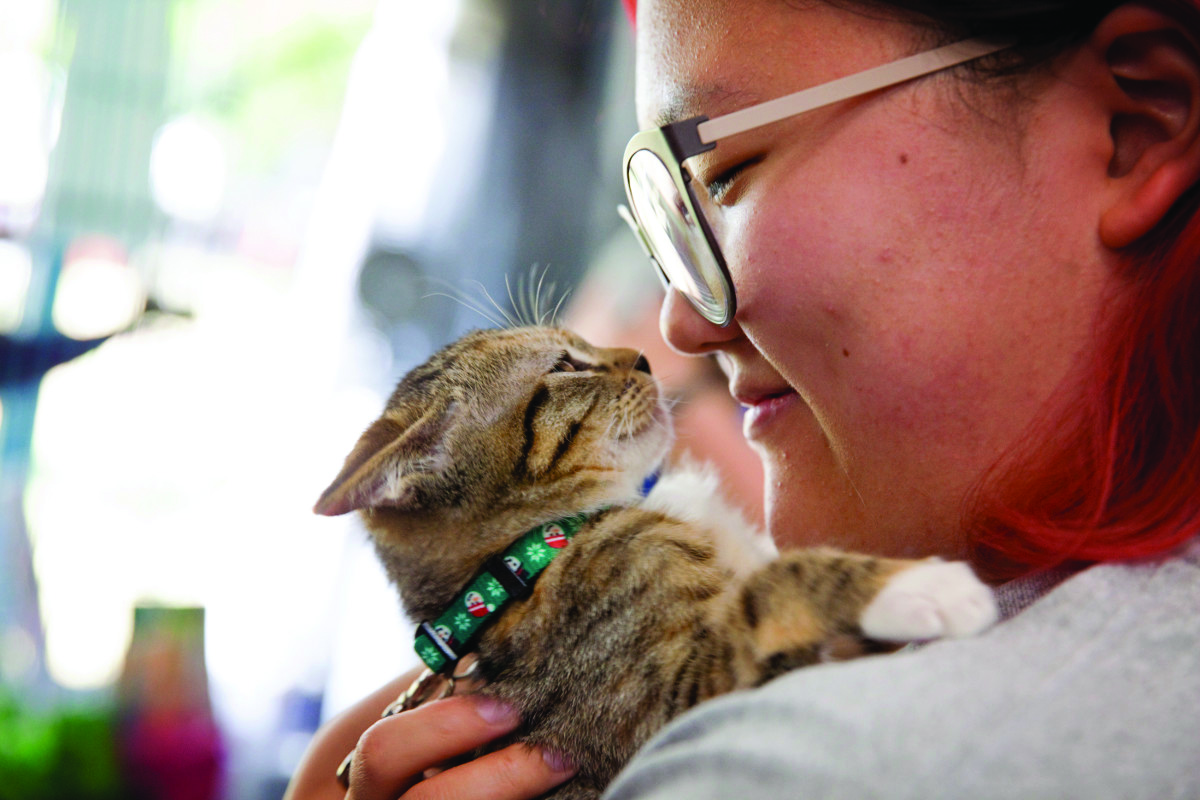 LA animal shelters latest to achieve no-kill status