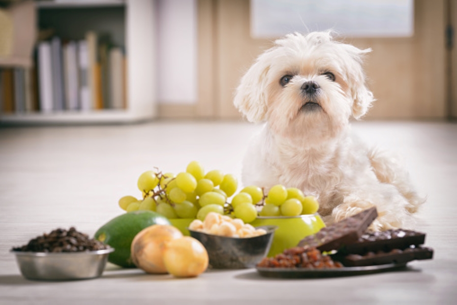 Pantry of pet poisons