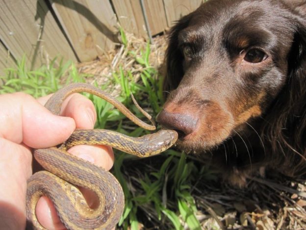 How Can You Protect Your Dog From Venomous Snakes?