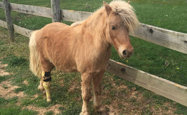 Customized prosthetic and orthotic solutions: how Specialized Pet Solutions is giving animals a new lease on life