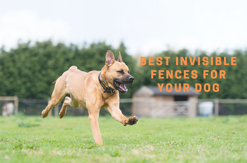 Invisible Fence for Dogs Most Effective Wireless Dog Fences Animal Wellness Academy