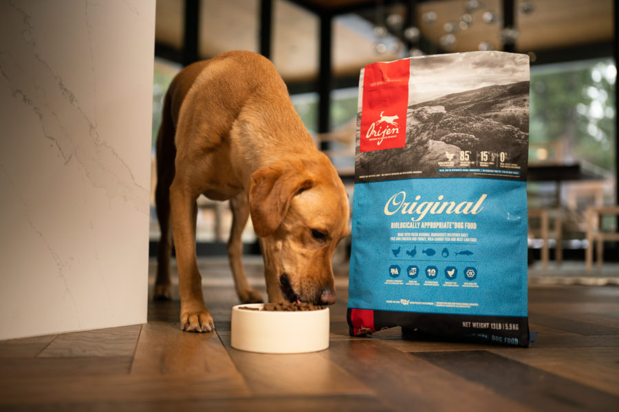 High-protein diets for pets – why quality and source matters