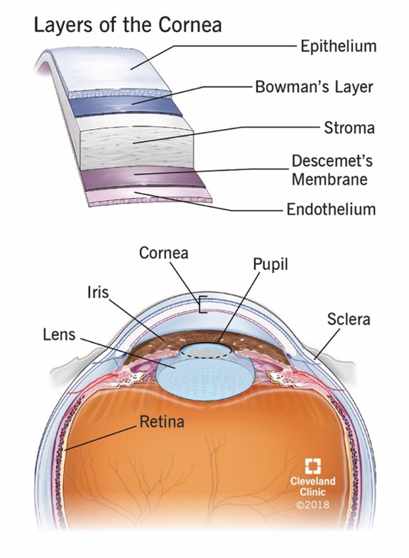 Layers of the Cornea (Cleveland Clinic, 2018)