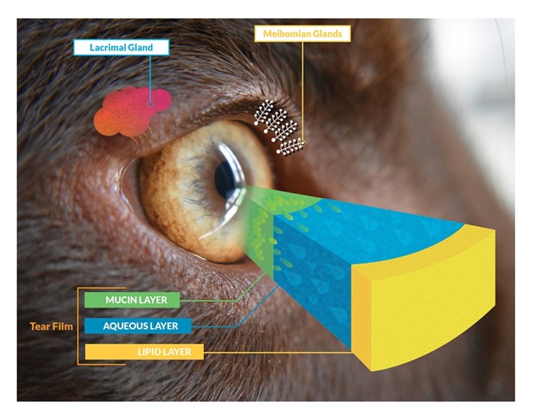 Image 1. Lacrimal gland, Meibomian Gland and the Tear Film