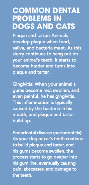 tooth brushing - dental problems