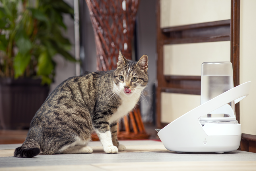 A healthy cat is a hydrated cat