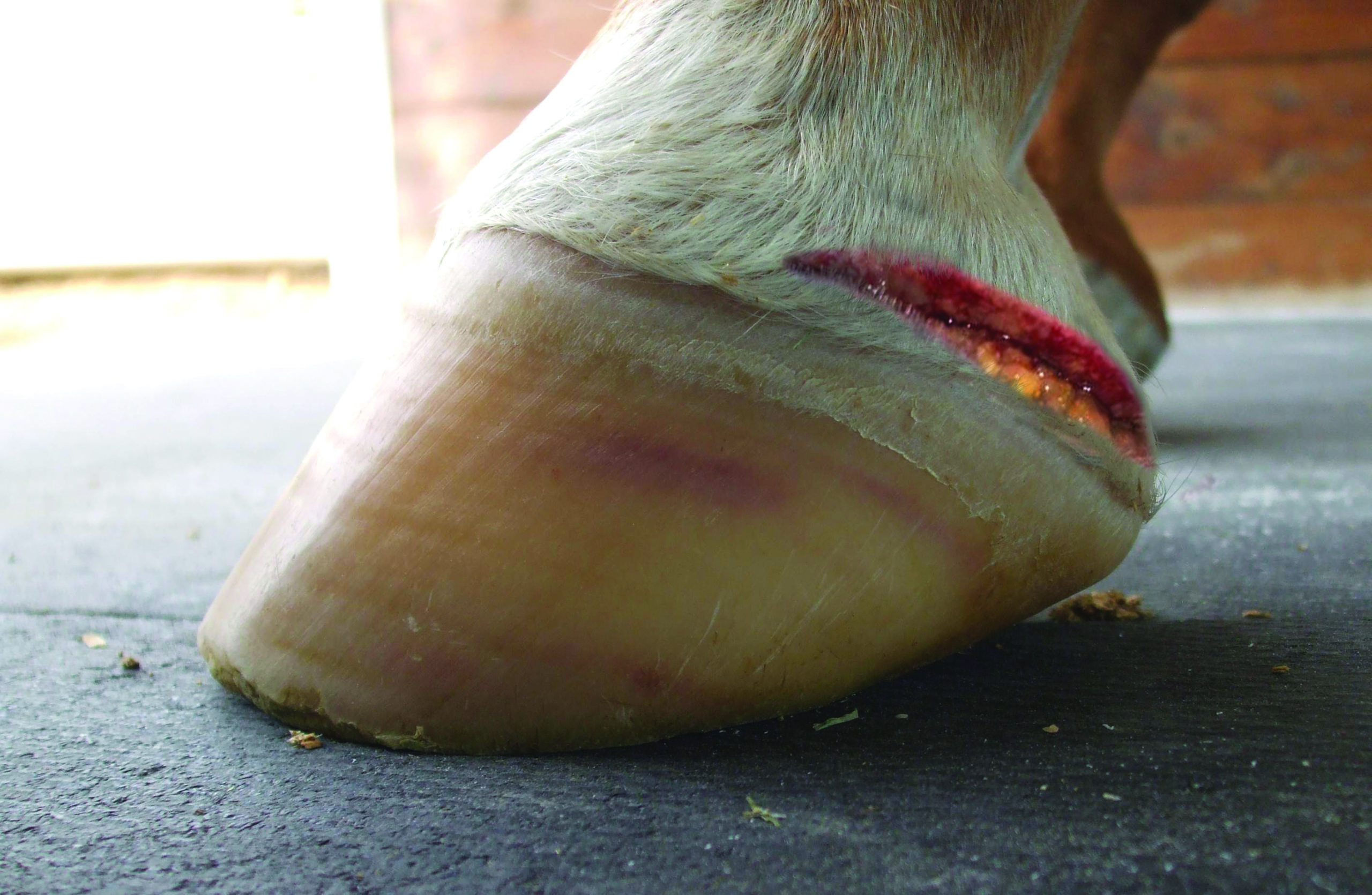 Preventing heel bulb injuries in horses