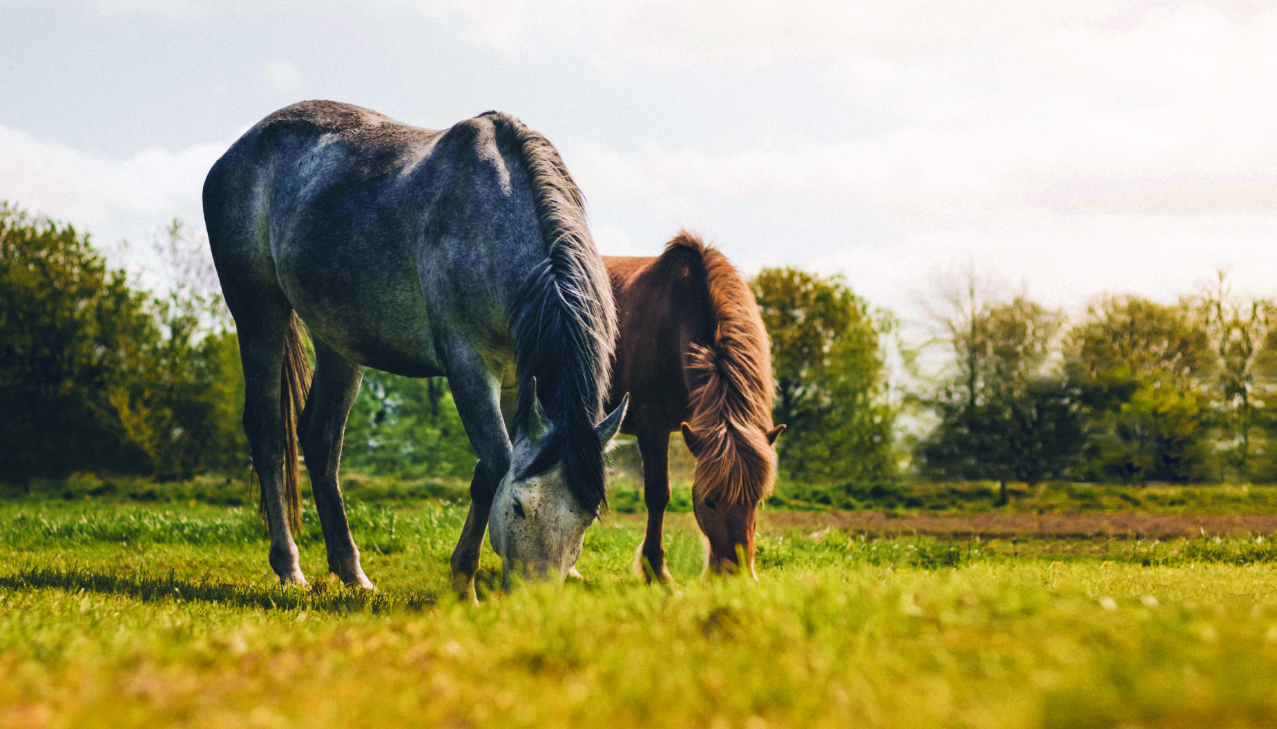 Pay attention to diet form and digestive supplements to help keep your senior horse’s belly happy.