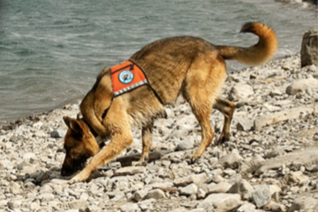 Conservation dogs