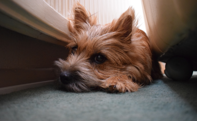 CBD for storm anxiety