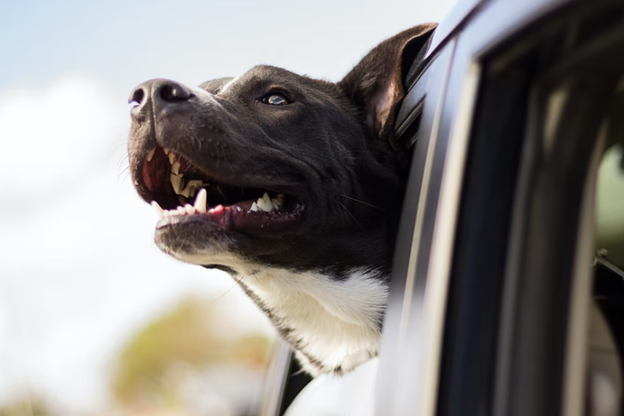 dog car ride