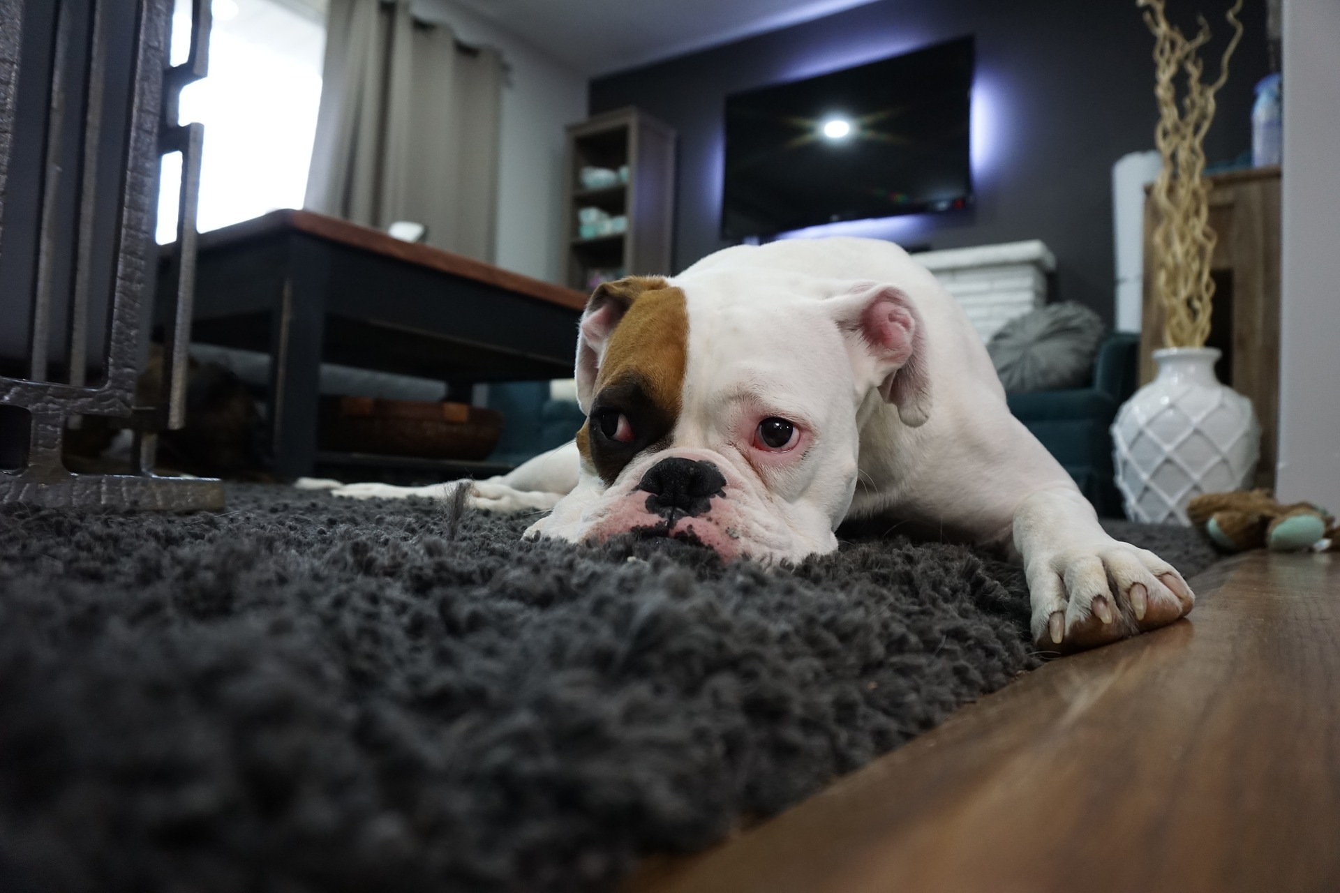 Dogs may not experience and process grief the same way we do, but the behavioral changes that occur after a human or animal companion passes indicate they do feel a sense of loss and bereavement. 