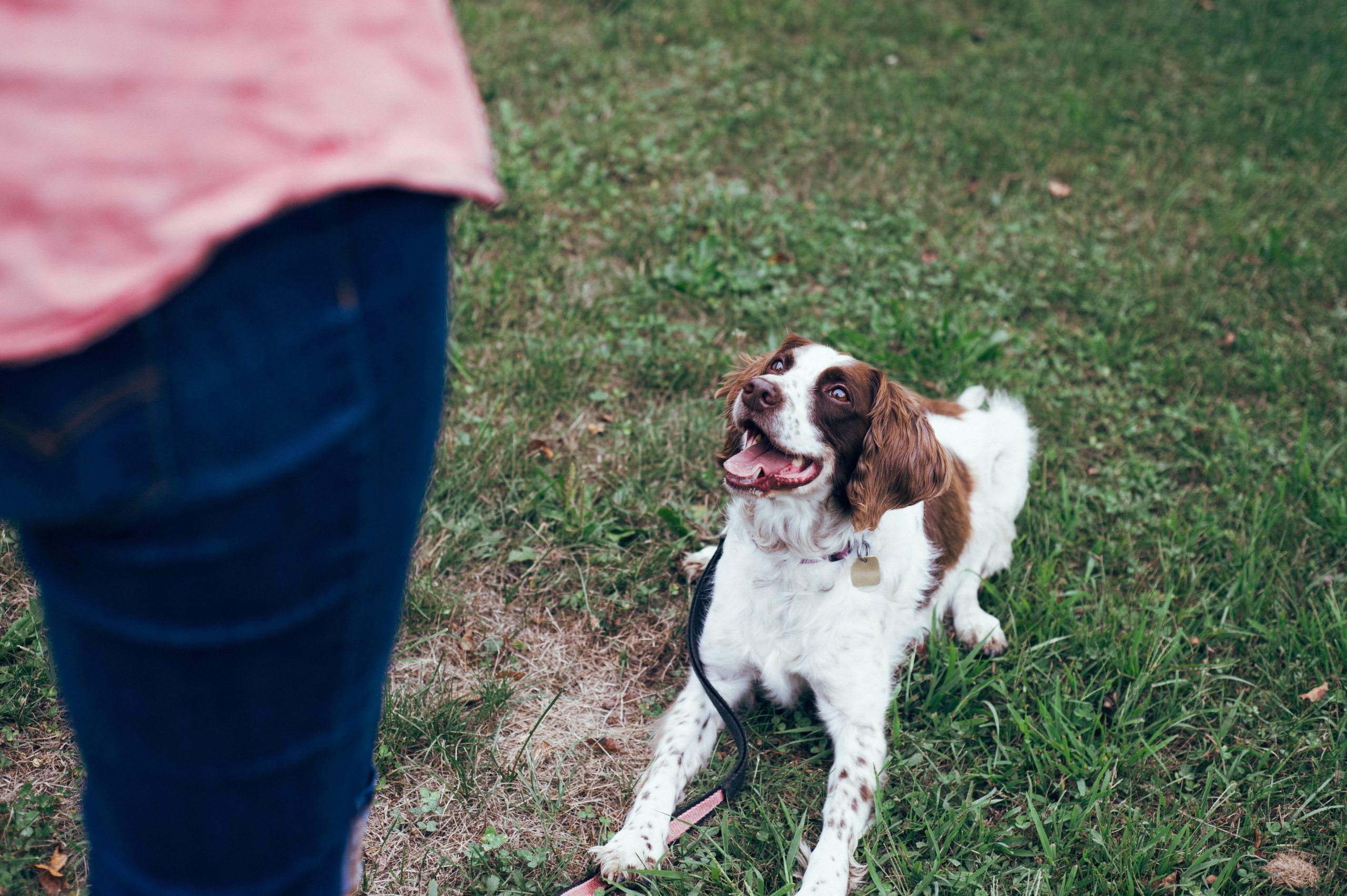 How to enhance your dog’s learning ability