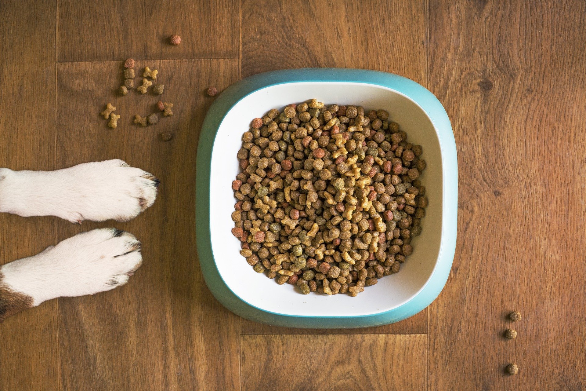 Decoding pet food marketing jargon