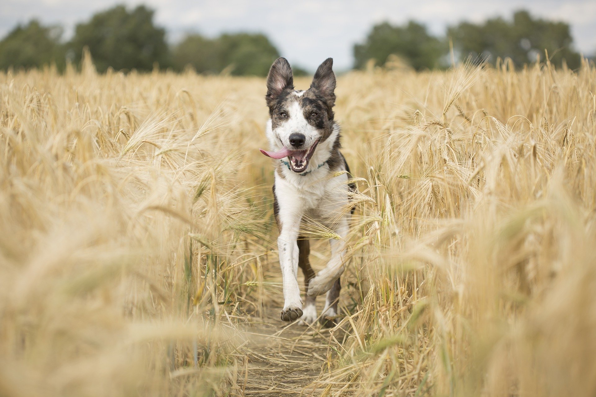 Preventing and managing arthritis in your dog or cat